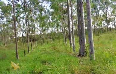 Imagem 7: FAZENDA EM CAMAPUA 15 MIL O HA