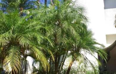 Imagem 3: Casa com 4 dormitórios, 560 m² - venda por R$ 3.200.000,00 ou aluguel...