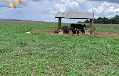 Imagem 12: Fazenda na região Santiago do Norte à venda, m² por R$ 29.999.000 -...