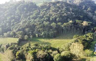 Imagem 10: Linda àrea com plantio de 2.5 hectares