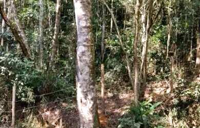 Imagem 9: Terreno com 5.115 m² à venda em Suzano - SP por R$ 169.000,00