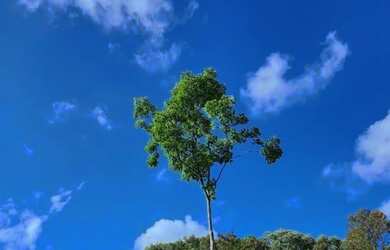 Imagem 13: Terreno para Venda em Nova Petrópolis, Canto Ackermann