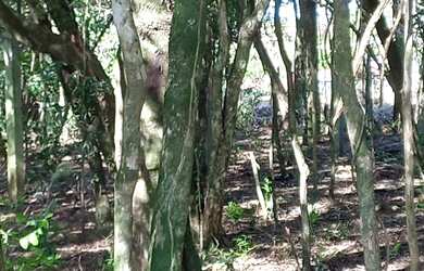 Imagem 10: Pandolfo Vende Sítio no Guaíba Country Club