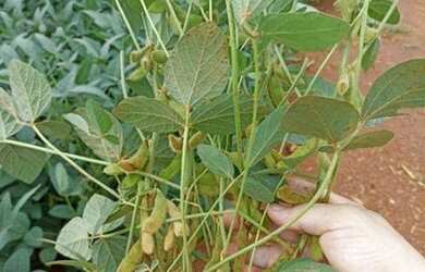 Imagem 12: Fazenda á 100km de Cuiabá à venda, 9700000 m² por R$ 15.000.000 -...