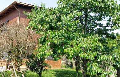 Imagem 5: Chácara à venda, 700 m² por R$ 470.000,00 - Jaceguava - São Paulo/SP