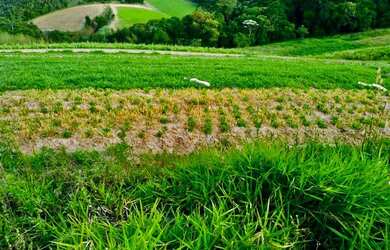 Imagem 1: Lote/Terreno para venda possui 500 metros quadrados em Jardim Lavapes...