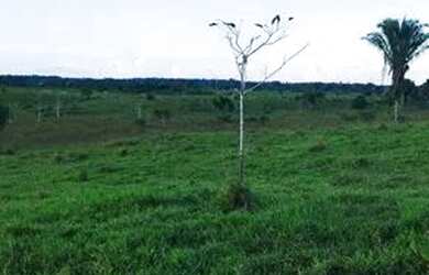 Imagem: Lote de Terra