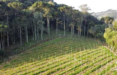 Imagem 7: Linda àrea com plantio de 2.5 hectares