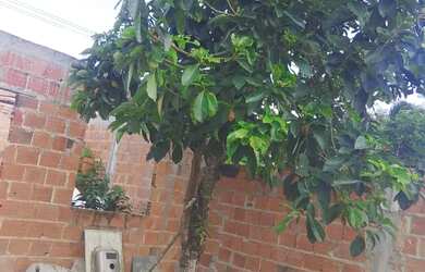 Imagem 10: Casa com quintal com 10 largura e 82 de comprimento