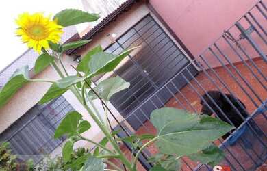 Imagem: O terreno possui 260m² de Área e está localizado em Vila