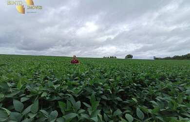Imagem 16: Fazenda á 100km de Cuiabá à venda, 9700000 m² por R$ 15.000.000 -...