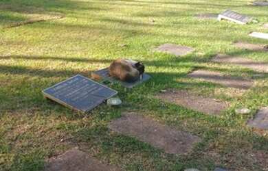 Imagem: O depósito está localizado em Vila Sulina, São Paulo à venda