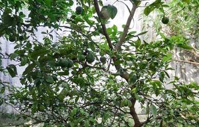 Imagem 16: Casa à venda, 200 m² por R$ 1.170.000,00 - Vila Constança - São Paulo/SP