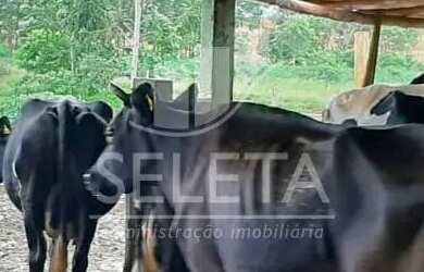 Imagem 2: Sítio em Santa Tereza do Oestes 15 alq Plantio de Soja Produção de 8.000 mil Lt Leite mês