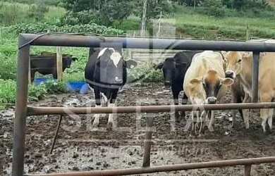 Imagem 11: Sítio em Santa Tereza do Oestes 15 alq Plantio de Soja Produção de 8.000 mil Lt Leite mês