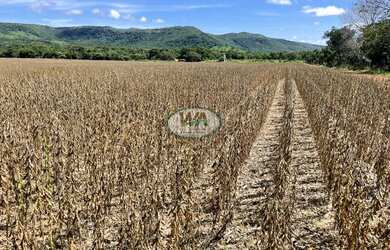 Imagem 4: Fazenda plantando soja em Porto Nacional- TO