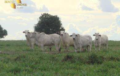 Imagem: A fazenda possui 86.450.000m² de Área e está localizado