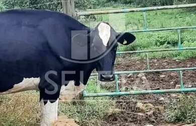 Imagem 9: Sítio em Santa Tereza do Oestes 15 alq Plantio de Soja Produção de 8.000 mil Lt Leite mês