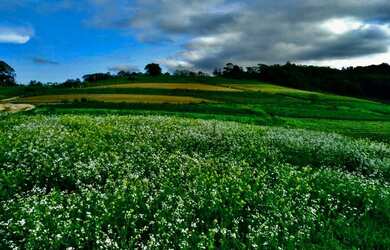 Imagem 2: Lote/Terreno para venda possui 500 metros quadrados em Jardim Lavapes...