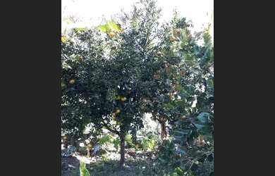 Imagem 5: Casa em paulo lopes. 1 Vaga na garageme3 Dormitórios