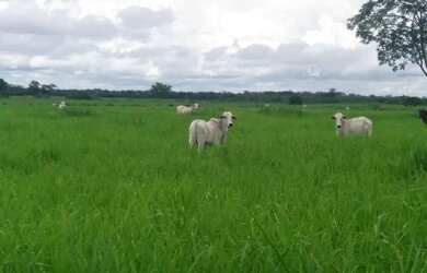 Imagem: A fazenda possui 11.860.000m² de Área e está localizado