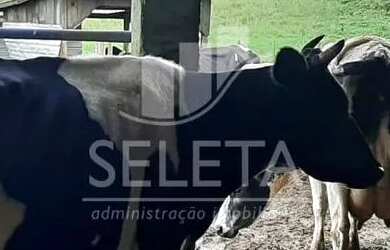 Imagem 4: Sítio em Santa Tereza do Oestes 15 alq Plantio de Soja Produção de 8.000 mil Lt Leite mês