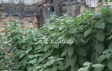 Imagem 7: Terreno à venda, 120 m² por R$ 320.000,00 - Jardim Japão - São Paulo/SP