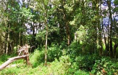 Imagem 8: Terreno à venda, 450 m² por R$ 480.000,00 - Vivendas Do Arvoredo - Gramado/RS