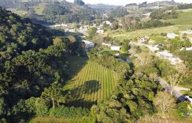 Imagem 9: Linda àrea com plantio de 2.5 hectares