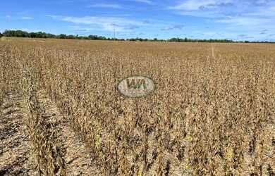 Imagem 2: Fazenda plantando soja em Porto Nacional- TO