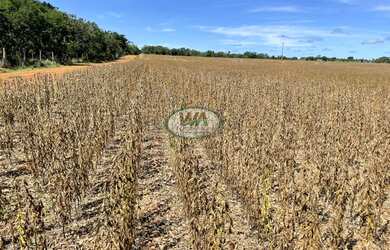 Imagem: A fazenda está localizado em Porto Nacional, TO à venda por