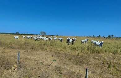 Imagem 8: Fazenda p/ Arrendamento de Soja. 1070 há. No Goiás