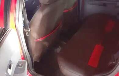 Imagem 3: Vendo carro. 