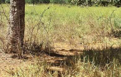 Imagem 15: Fazenda de 114,7 hectares toda plana, toda cercada no arame liso com Rio...