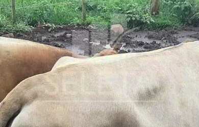 Imagem 5: Sítio em Santa Tereza do Oestes 15 alq Plantio de Soja Produção de 8.000 mil Lt Leite mês