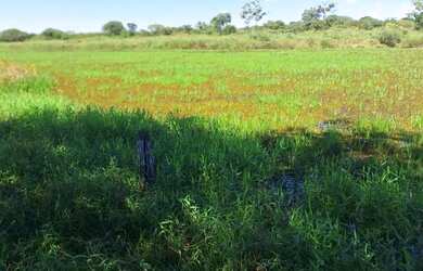 Imagem 4: Fazenda de 114,7 hectares toda plana, toda cercada no arame liso com Rio...
