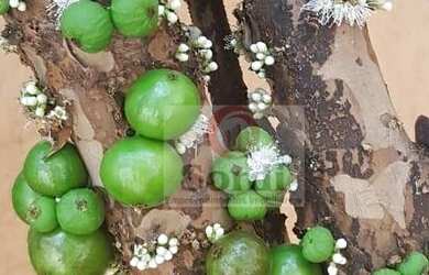 Imagem 4: Casa à venda, 150 m² por R$ 345.000,00 - Ipiranga - Ribeirão Preto/SP