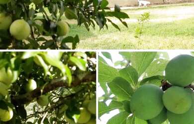 Imagem: A chácara possui 800m² de Área e está localizado em Cristina