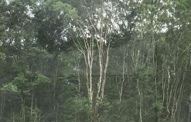 Imagem 2: Lote/Terreno para venda tem 288 metros quadrados em Balneário Londrina - Itapoá - SC