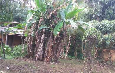 Imagem 2: Terreno em mosqueiro. 150m² de Área