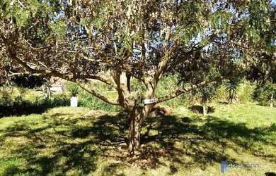 Imagem 11: Terreno à venda, 500 m² por R$ 203.000,00 - Taruaçu - São João Nepomuceno/MG