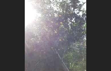 Imagem 3: Casa em paulo lopes. 1 Vaga na garageme3 Dormitórios