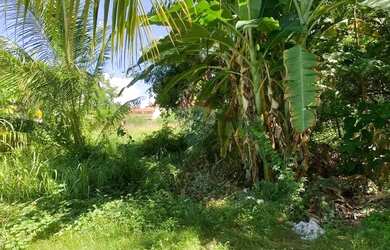 Imagem 14: Terreno incrível em Tatuamunha - Ótimo investimento