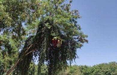 Imagem 2: Terreno à venda, 275 m² por R$ 160.000,00 - Alto Sao Joao - Aparecida/SP