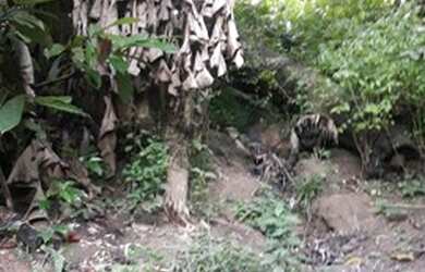 Imagem 1: Vendo ou troco casa valor 65 Mil bairro Colônia Antônio Aleixo