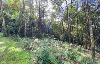 Imagem 6: Terreno à venda, 800 m² por R$ 650.000,00 - Vila Suíça - Gramado/RS