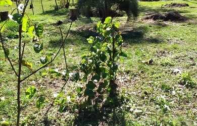 Imagem 2: Pandolfo Vende Sítio no Guaíba Country Club