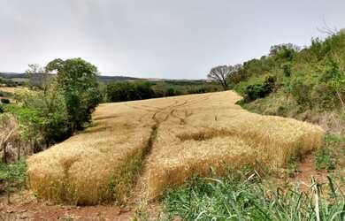 Imagem 8: Vendo - Distrito Paiquere - Sítio Taquara - Paiquere - Londrina - Paraná