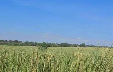 Imagem 6: Fazenda de cana. 