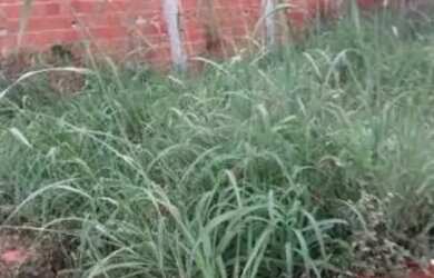 Imagem 2: Lote qr 119 perto BRT. 150m² de Área